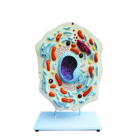 Vision Scientific Animal Cell Model price history on PriceWatchPro