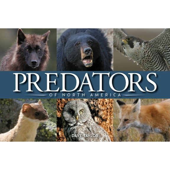Predators of North America, (Paperback)