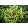 thumbnail image 3 of Freckles Romaine Lettuce Seeds, 1000 Heirloom Seeds Per Packet, Non GMO Seeds, 3 of 8