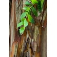 thumbnail image 2 of Paulson, Don 23x32 White Modern Wood Framed Museum Art Print Titled - South Carolina, Charleston Crape myrtle bark, 2 of 4