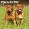 Dogue De Bordeaux Calendar 2018 - Dog Breed Calendar - Wall Calendar 2017-2018