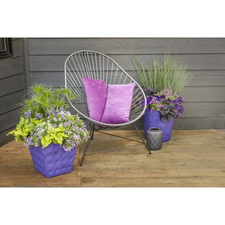 Proven Winners 4.25 in. Eco+Grande, Violet Knight Sweet Alyssum