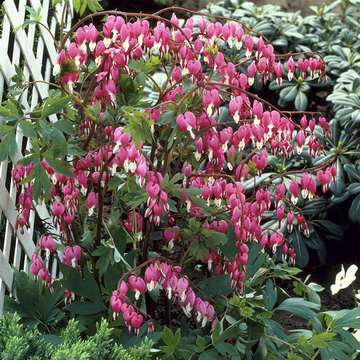 Van Zyverden Bleeding Heart Pink Dormant Bare Plant Root Partial Sun; 3 ...