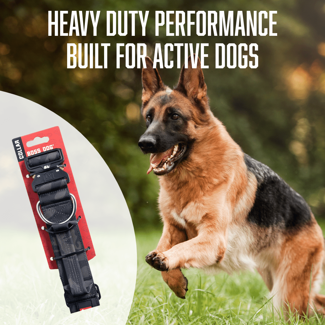 Boss Dog ProSeries Heavy Duty Dog Collar, Neoprene Lined, Black Camo, Medium