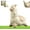 White, variant on Spitting Llama Water Toy, Alpaca Interactive Water Sprayer, Funny Spoof Push Water Sprinkler Leak-Proof, Llama Squirt Gun with Head (1pcs)