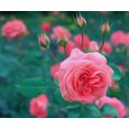 thumbnail image 1 of Champ de Roses Roses - Peinture Diamant DIY, 1 of 6