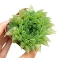 thumbnail image 3 of Haworthia Cooperi (4"+ Clay Pot) - Tiny, Lovely, Easy to Care Succulent for Beginners - Live Succulent for Home Office, 3 of 9