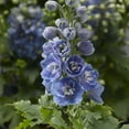 Better Homes & Gardens 2.5 Quart Pink Delphinium Perennial Outdoor