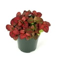 thumbnail image 2 of Hypoestes Red Splash Live Potted House Plants Air Purifying, 2" Pot, 2 of 5