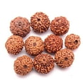 thumbnail image 2 of 10 Mukhi Rudraksha Bead Indonesian Java Rudraksha Lab Certified Quality 10-15mm, 2 of 2