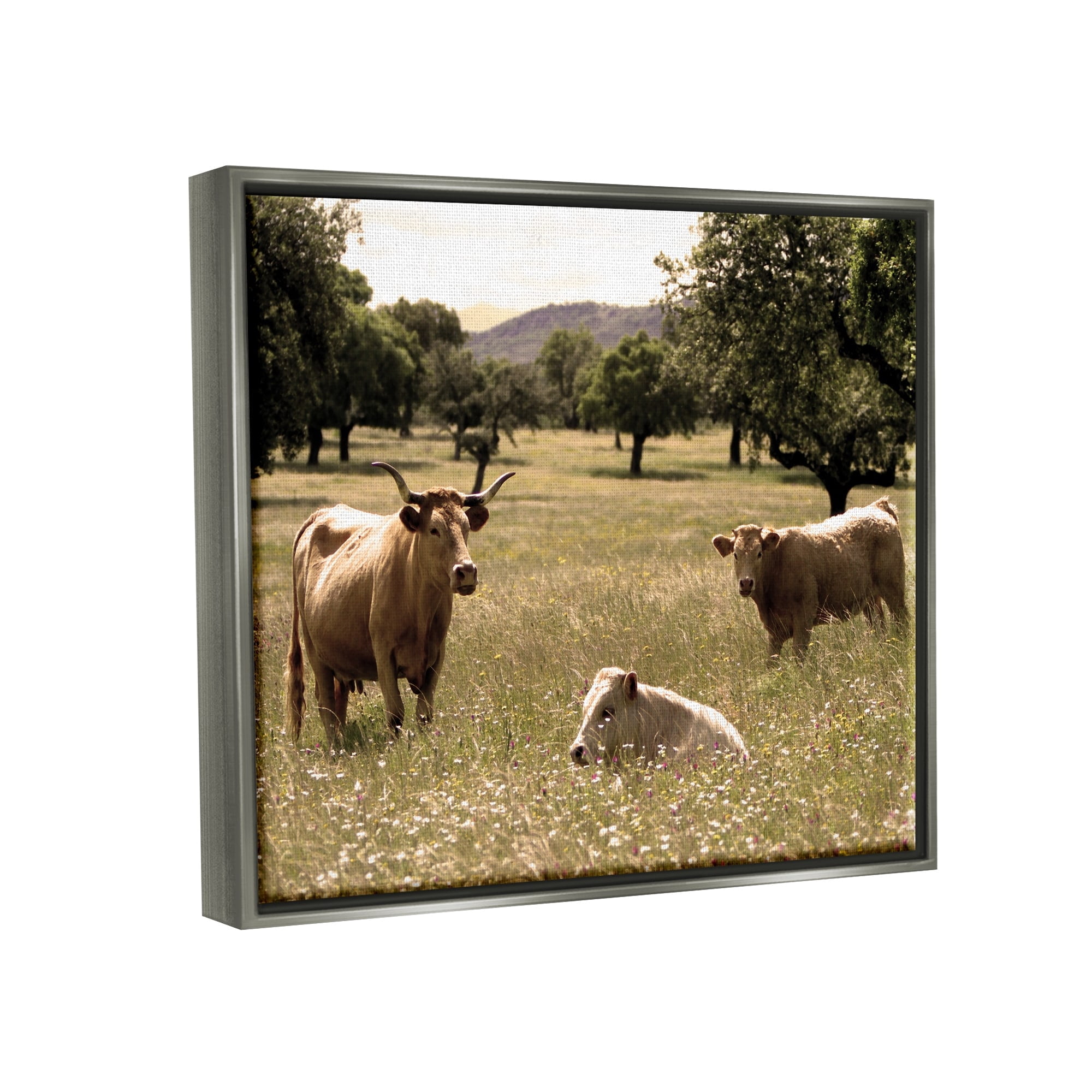 Stupell Industries Three Cattle Relaxing Grassland Pasture Rural Farm Trees Photograph Luster Gray Floating Framed Canvas Print Wall Art, Design by Daphne Polselli
