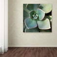 thumbnail image 3 of Kurt Shaffer 'Succulent Rain Drop' Canvas Art, 3 of 4