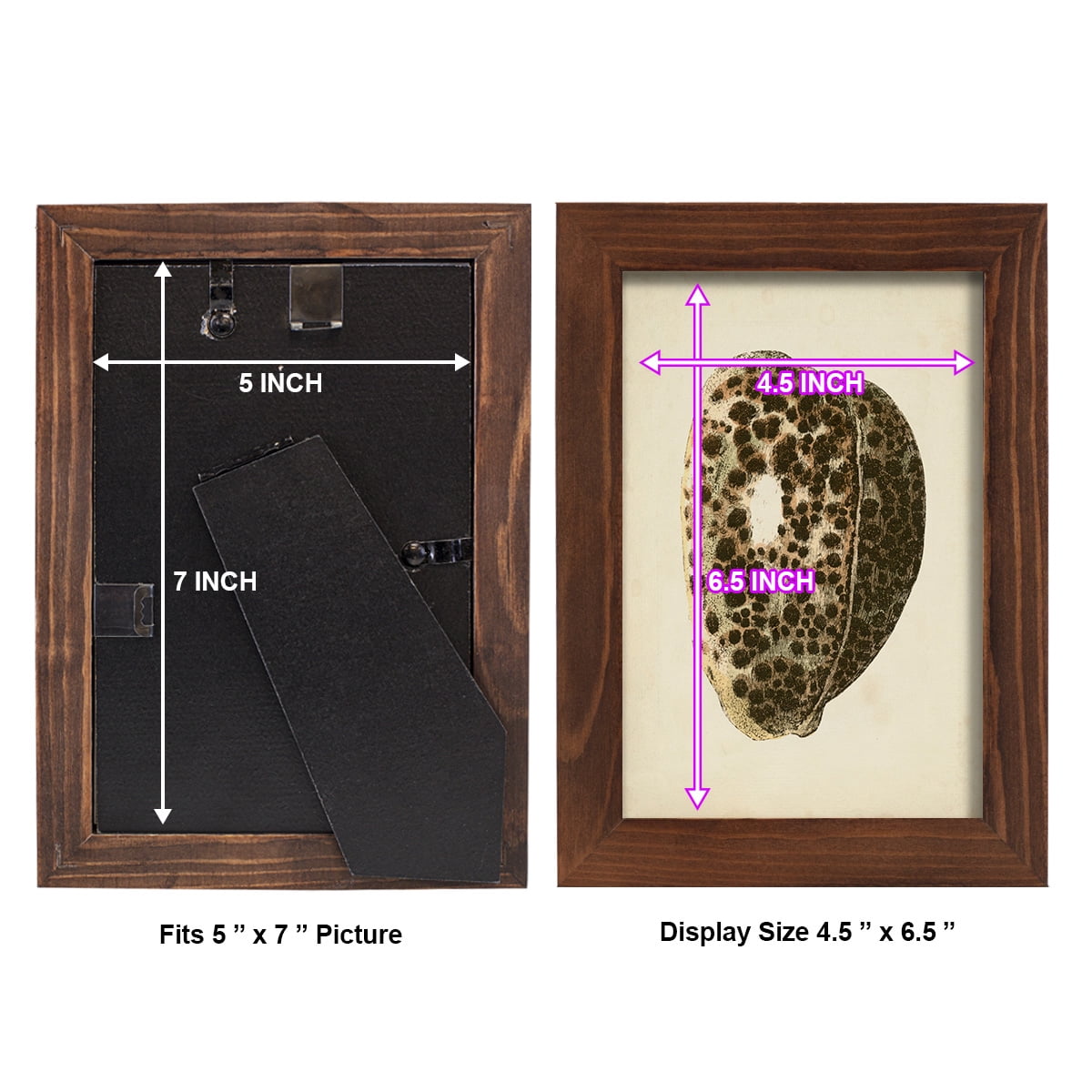 Sealife Collection III - Framed Print w/glass - Chestnut
