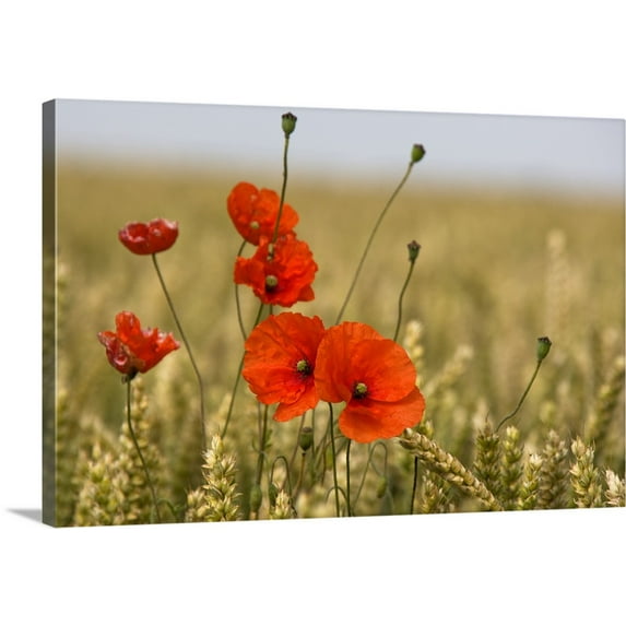 Great BIG Canvas | "Red Poppies In A Field Of Grain" Canvas Wall Art - 48x32
