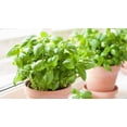 thumbnail image 4 of HJADGG Seeds Basil Indoor Green Heirloom Non-GMO, 4 of 8