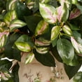 thumbnail image 4 of Nearly Natural Hoya Artificial Plant in Floral Print Planter, 4 of 4