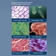 thumbnail image 4 of Kit De Microscopio Científico Para Niños, 1200X, Microscopio Portátil Educativo Digital Para Niños, Kit De Ciencia De Juguete, Aprendizaje Para Principiantes Para La Familia, 4 of 7