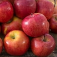 thumbnail image 2 of Red Delicious Apple Live Potted Deciduous Standard Fruiting Tree 1 Pack, 2 of 4