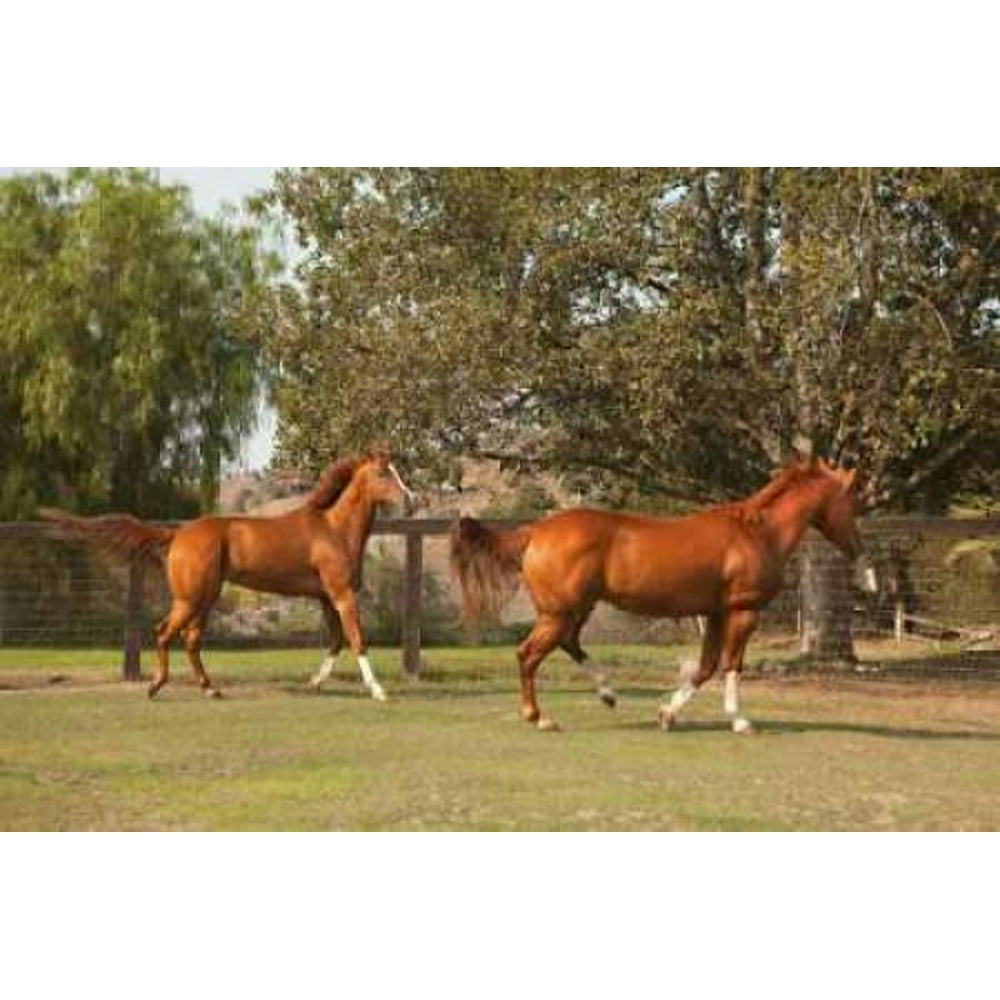 millets equestrian