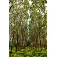 thumbnail image 2 of Susan Vizvary Photography 23x32 Gold Ornate Wood Framed with Double Matting Museum Art Print Titled - Through The Trees In Color, 2 of 4