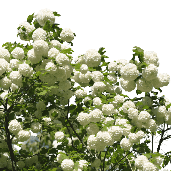 Chinese Snowball Viburnum Live Shrub – 1 Gallon