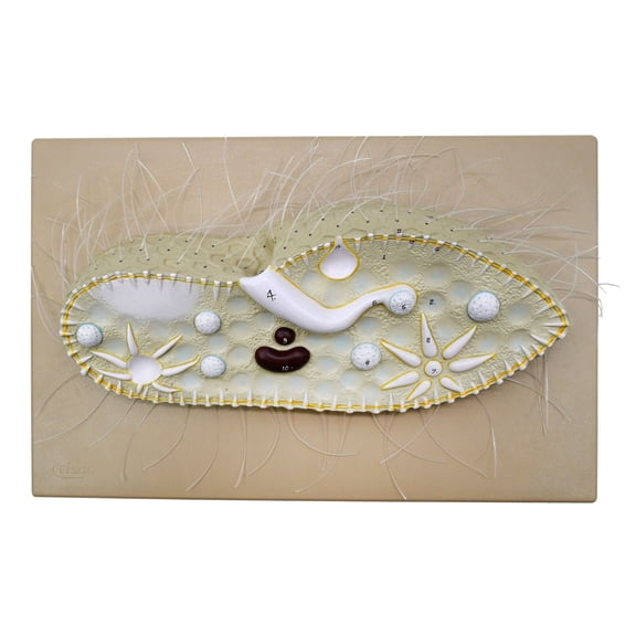 Paramecium Model, Three Dimensional, Sectional View with Hand Painted Details - Mounted on Base, 15" x 9.5" - Eisco Labs