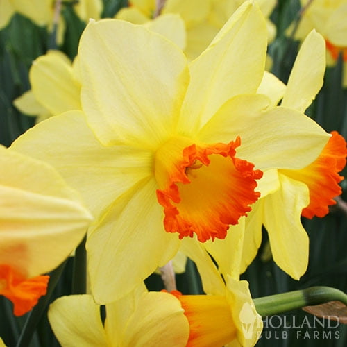 daffodil red bottoms