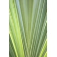 thumbnail image 2 of Millet, Karyn 17x24 White Modern Wood Framed Museum Art Print Titled - Tropical Leaf Close-Up II, 2 of 4