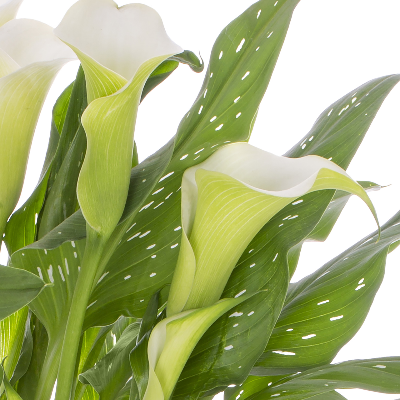 Expert Gardener 1.5PT White Calla Lily Live Perennial Plant Sun 5-Pack