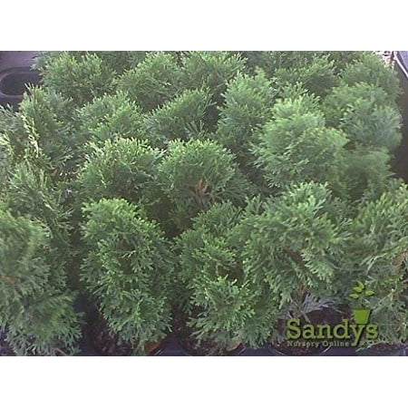 Thuja Evergreen Shrub, Emerald Green Arborvitae, 4 Inch Pot