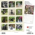 thumbnail image 2 of Browntrout, Miniature Schnauzers 2024 Wall Calendar, 2 of 8