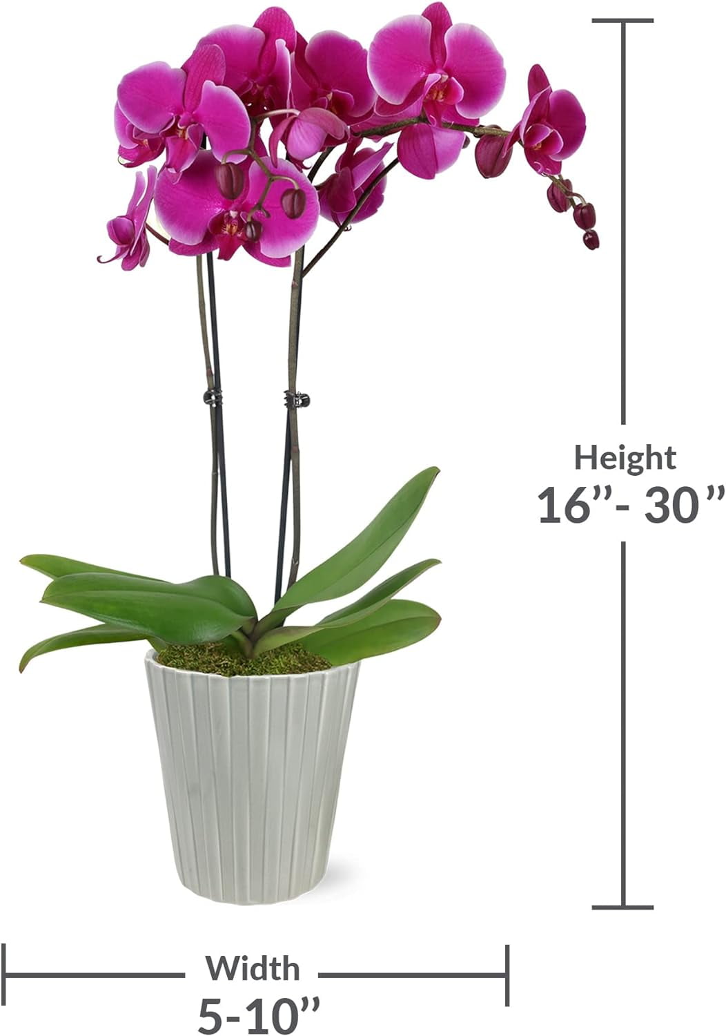 Just Add Ice 16-30" Purple Premium Orchid Live Plant in 5" Grey Ceramic Pot, House Plant