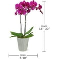 thumbnail image 7 of Just Add Ice 16-30" Purple Premium Orchid Live Plant in 5" Grey Ceramic Pot, House Plant, 7 of 7