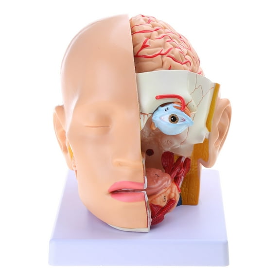 Human Brain Anatomy Head Brain Anatomical Model Cerebral Artery Model