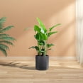 thumbnail image 2 of Growing Bag Sturdy Stitching with Handle Breathable Reusable Potato Vegetable Flower Planting Bag Gardening Supplies-10 Gallon, 2 of 8