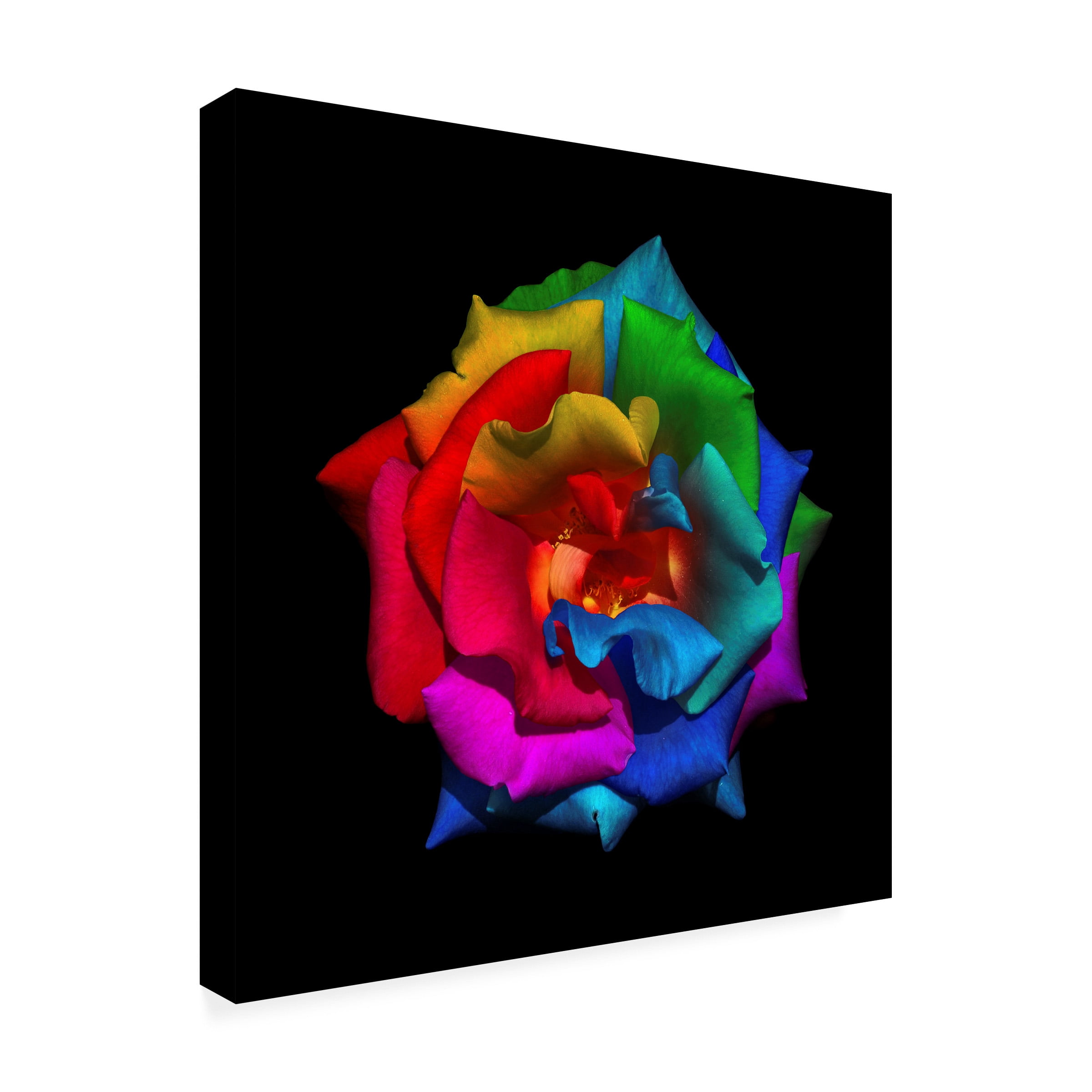 Ben Heine 'Multicolor Rose' Canvas Art