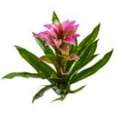 thumbnail image 3 of Nearly Natural 4ft. Cymbidium Orchid Artificial Plant in White Planter, 3 of 5