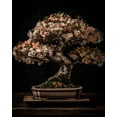 thumbnail image 4 of Maki 12x14 Black Ornate Wood Framed With Double Matting Wall Art Titled - A Rare Desk Plant Iv, 4 of 6