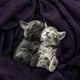 thumbnail image 4 of Cama polar Blanket Utopia, tamaño king, color morado, 300 g/m², 4 of 8