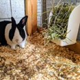 thumbnail image 4 of Rabbit Grass Frame Feeder Manger Rack For Rabbit Guinea Pig Chinchilla Fixed Flip-Up Holder Grass Basket Small Pet, 4 of 8