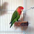 thumbnail image 4 of Plataforma de madera de manzano para loros, soporte para loros, juguete de madera maciza para loros, columpio para pájaros, suministros para loros, 4 of 5