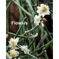 thumbnail image 2 of Drunkard's Dream Cactus/Spice Cactus - Rhipsalis - 2" Pots 2 Pack, 2 of 3