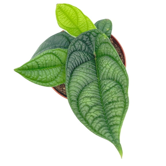 Harmony's Piper Parmatum 4 inch, Rare Peperomia