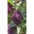 thumbnail image 4 of Plant Good Seed Siam Queen Thai Basil Seeds: 250 Seed Packet, Full Sun Perennial, Organic AAS Winner, 4 of 8