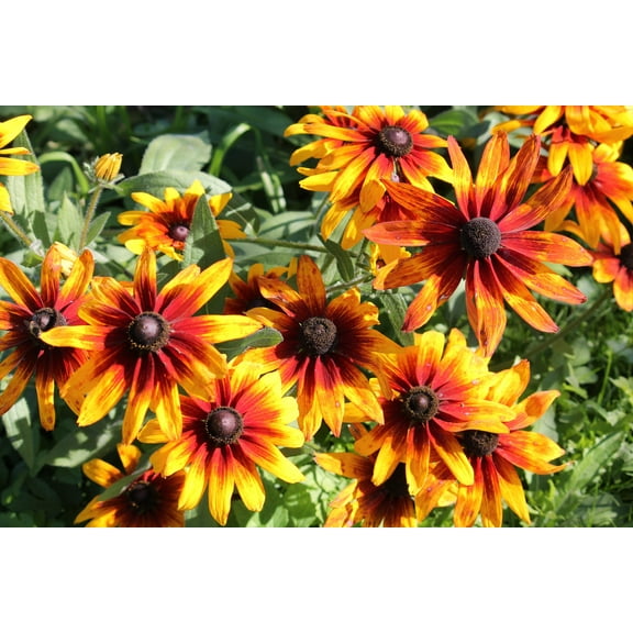 Seedville 4000 Gloriosa Daisy Indian Summer Flower Seeds
