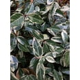 thumbnail image 5 of Variegated Asiatic Jasmine Minima - 50 Live Plants - Trachelospermum Asiaticum 'variegatum' - Evergreen Groundcover, 5 of 8