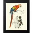 thumbnail image 2 of DOrbigny, M.Charles 15x18 Black Modern Framed Museum Art Print Titled - Birds of Costa Rica III, 2 of 5