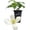 1 Plant, variant on Clematis Montana Grandiflora - Live Starter Plant in a 2 Inch Growers Pot - Starter Plants Ready for The Garden - Rare Clematis for Collectors