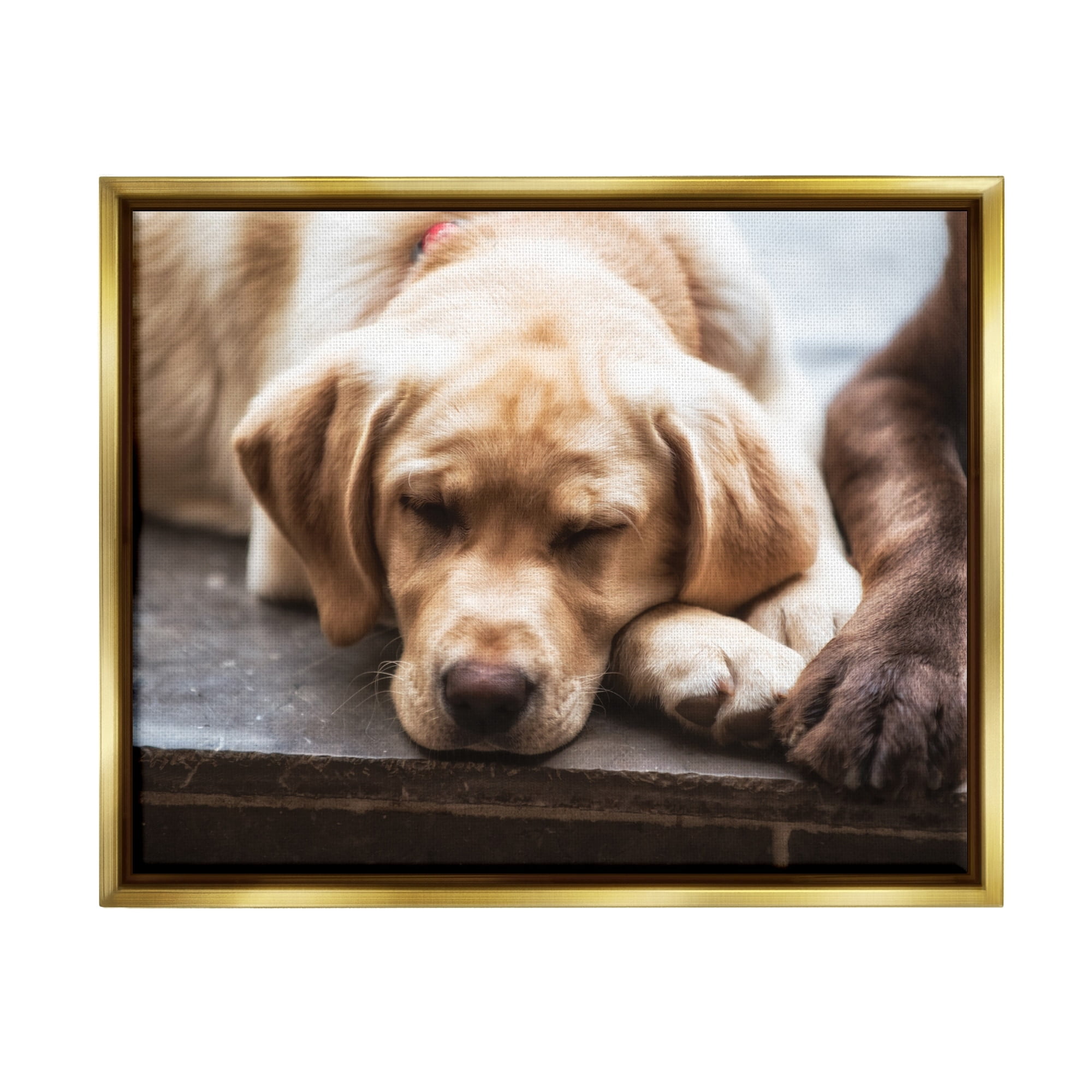 Stupell Industries Sweet Sleeping Dogs Resting Paws Animal Photography Photograph Metallic Gold Floating Framed Canvas Print Wall Art, Design by James Dobson
