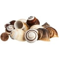 thumbnail image 5 of Hermit Crab Shells | 12 Brown and White Land Snail Shells 1"-1.5", 5 of 8